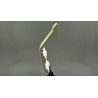 LISTWA SUFITOWA MDB121 ryflowana Mardom Decor